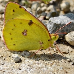 Colias hyale